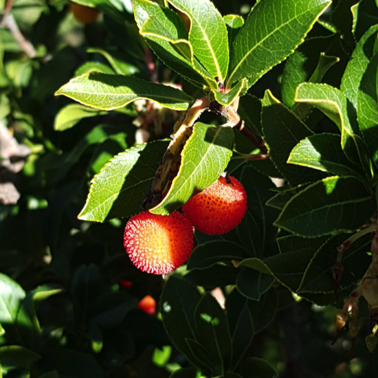 La Pedriza. 3º ESO. 2017-2018. 39