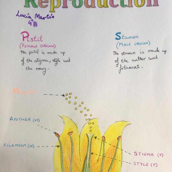 Lucia Flower Project