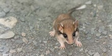 Lirón careto (Eliomys guercinus)