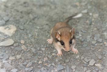 Lirón careto (Eliomys guercinus)