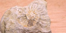 Ammonites sp. (Molusco-Ammonites) Jurásico