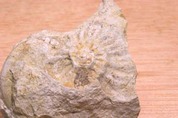 Ammonites sp. (Molusco-Ammonites) Jurásico