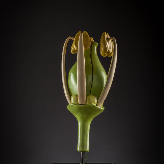 IES_CARDENALCISNEROS_BOTÁNICA_III_MODELOS_011