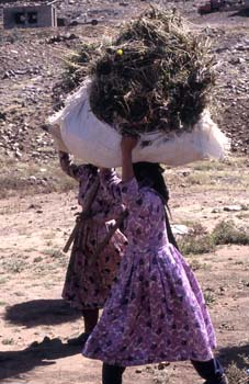 Dos mujeres trabajando en el campo, Yemen