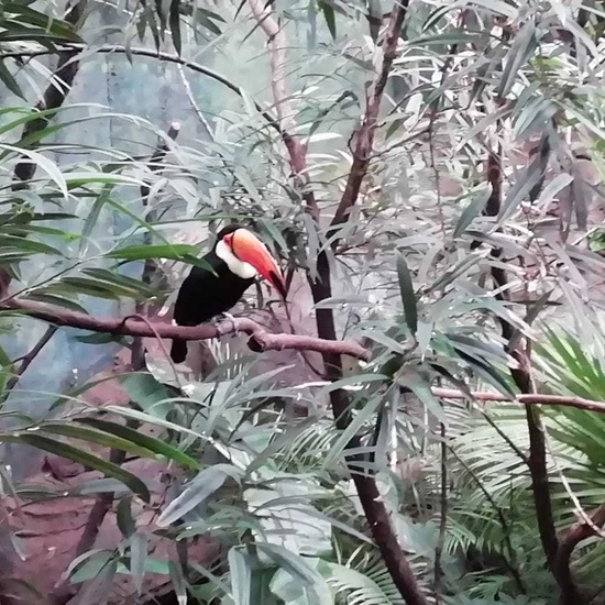 Parque de la Naturaleza. Faunia. 5º Curso. 32