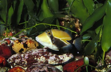 Pez picasso (Rhineacanthus sp.)