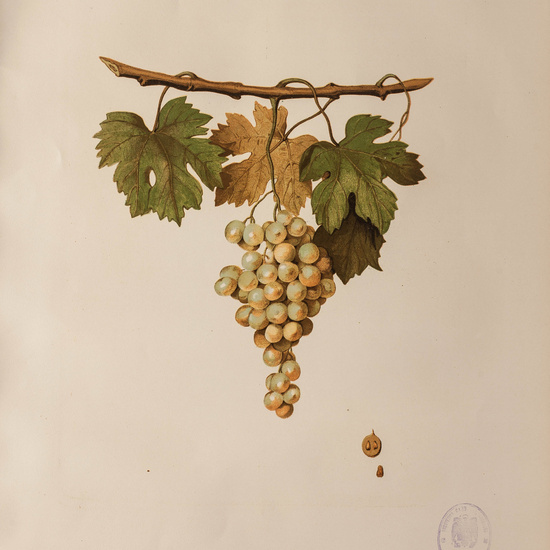 IES_CARDENALCISNEROS_BOTÁNICA_II_LÁMINAS_081