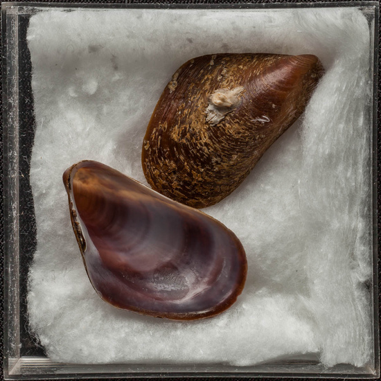 IES_ISABELLACATOLICA_BIOLOGIA_479