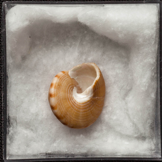 IES_ISABELLACATOLICA_BIOLOGIA_266