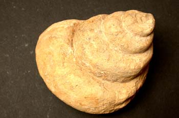 Pleurotomaria armata (Gasterópodo) Jurásico