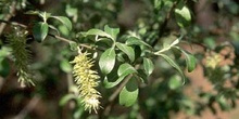 Sauce cabruno - Flor fem. (Salix caprea)