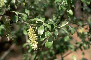 Sauce cabruno - Flor fem. (Salix caprea)