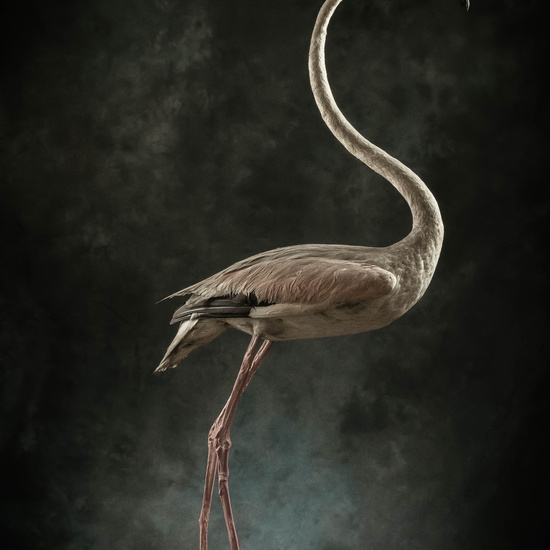 IES_SANISIDRO_MUSEO_Aves_156