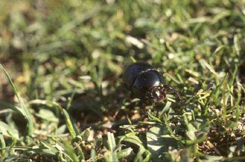 Geotrupes mutator