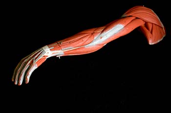 Músculos del  brazo