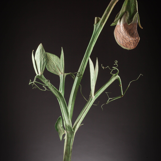 IES_SANISIDRO_MUSEO_Botanica_053