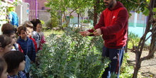 VISITA DE ALUMNOS DE 5 AÑOS AL HUERTO.  5