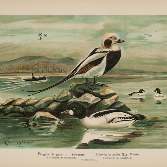 IES_CARDENALCISNEROS_AVES_LAMINAS_069