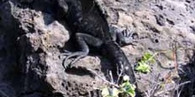 Iguana Marina, Ecuador