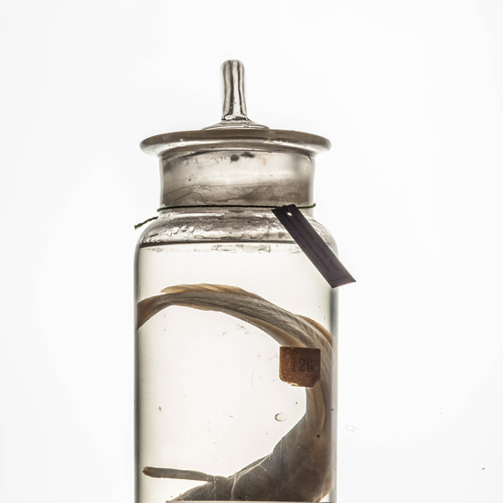 IES_CARDENALCISNEROS_CIENCIASNATURALES_160