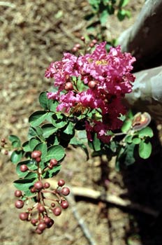 Ramillete de flores