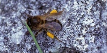 Abeja de la miel (Apis mellifera)