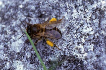 Abeja de la miel (Apis mellifera)