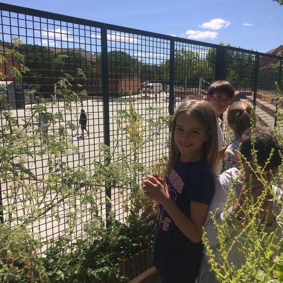 2019_06_11_4º observa insectos en el huerto_1_CEIP FDLR_Las Rozas 7