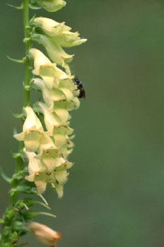 Abeja (Himenóptero sp.)
