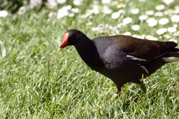 Polla de agua (Gallina chloropus)