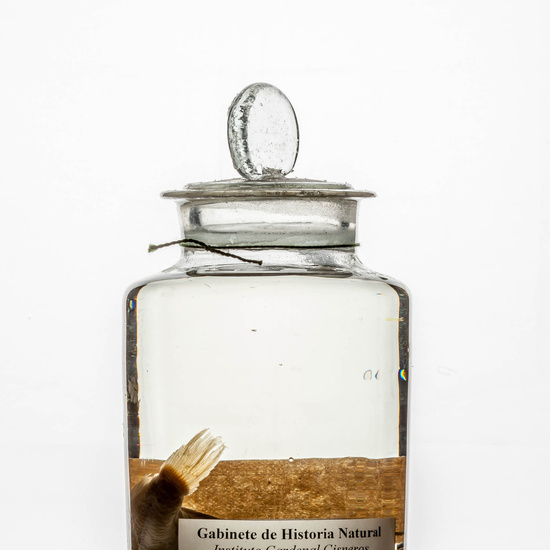 IES_CARDENALCISNEROS_CIENCIASNATURALES_400