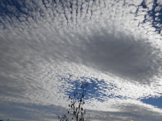 Capricho de algodón