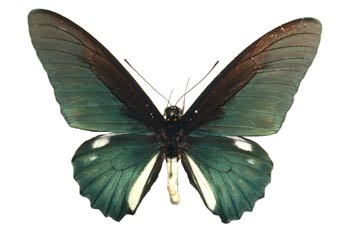 Battus belus (Sudamérica)