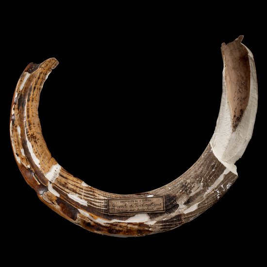 IES_SANISIDRO_MUSEO_Zoolgía_163