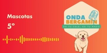 Mascotas 