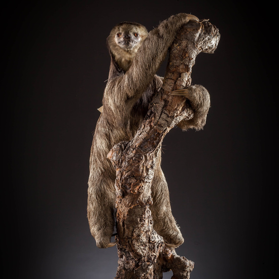 IES_SANISIDRO_MUSEO_Zoolgía_157