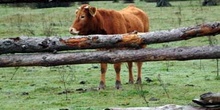 Vaca, El Berrueco