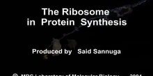 The ribosome in protein synthesis
