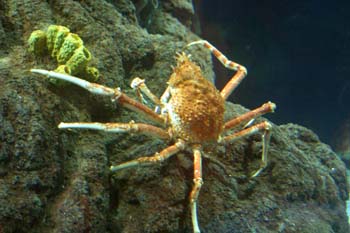 Cangrejo gigante (Macrocheira sp.)