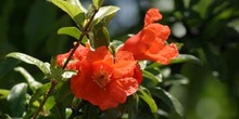 Granado - Flor (Punica granatum)