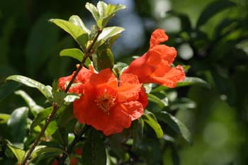 Granado - Flor (Punica granatum)