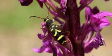 Escarabajo avispa (Clytus arietis)