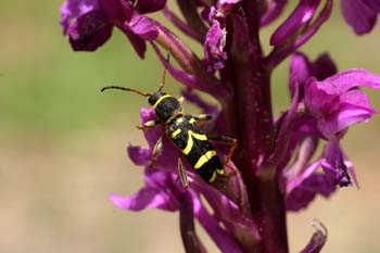 Escarabajo avispa (Clytus arietis)
