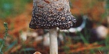 Seta barbuda (Coprinus comatus)