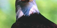 águila calva americana