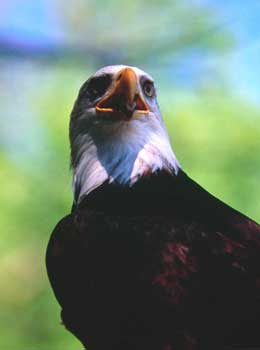 águila calva americana