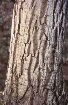 Nogal - Tronco (Juglans regia)