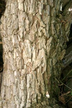Saúco - Tronco (Sambucus nigra)
