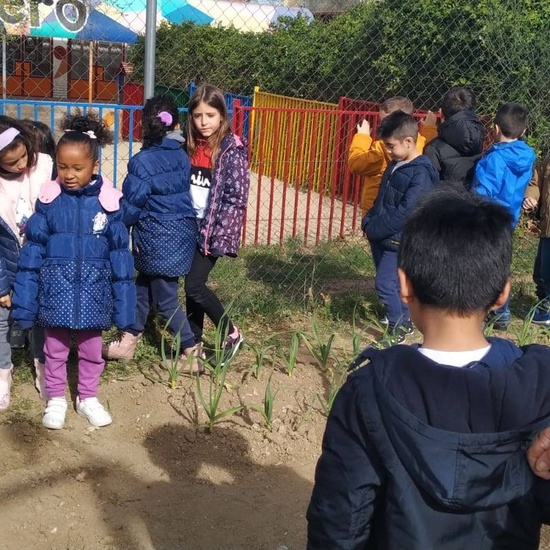 1º de Primaria_Plantamos garbanzo  14