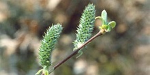 Sarga negra - Flor masc. (Salix atrocinerea)